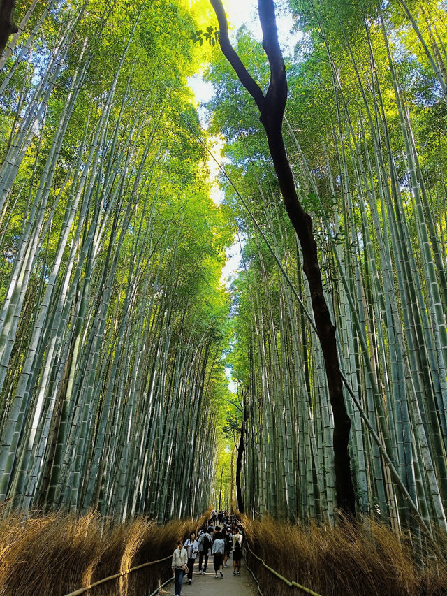Arashiyama Bamboo Forest