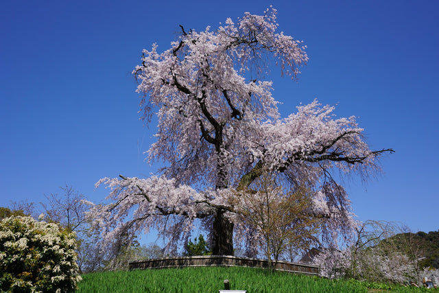 Maruyama Park